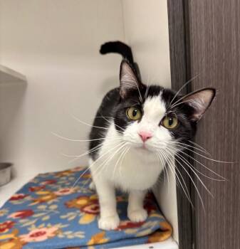 Jen -  Domestic Short Hair Cat for Adoption in Frankfort, Kentucky - Jen | PetCurious