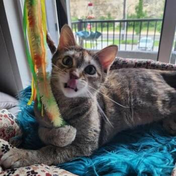 ZIRI -  Domestic Short Hair Cat Available for Adoption in St. Peters, Missouri - ZIRI | PetCurious