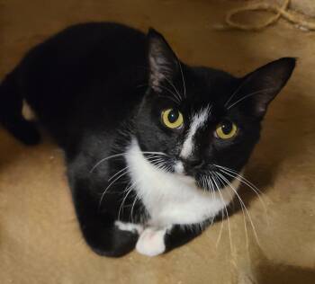 Rescue Domestic Short Hair Cats for Adoption in Ellijay, Georgia - Orlando | PetCurious