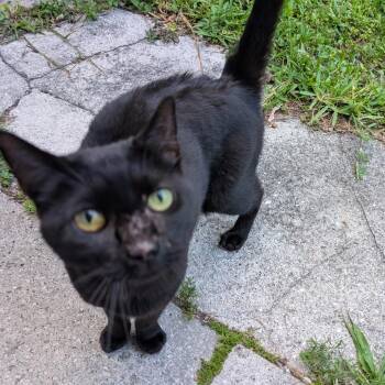 Princess Cookie -  Domestic Short Hair Cat for Adoption in West Palm Beach, Florida - Princess Cookie | PetCurious