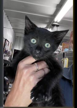Enchilada -  Domestic Short Hair Cat for Adoption in Lafayette, Colorado - Enchilada | PetCurious