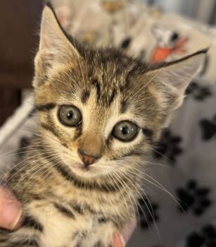 Rescue Domestic Short Hair Cats for Adoption in El Dorado, Arkansas - Walmart A | PetCurious
