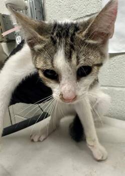 A273815 -  Domestic Short Hair Cat for Adoption in Chula Vista, California - A273815 | PetCurious