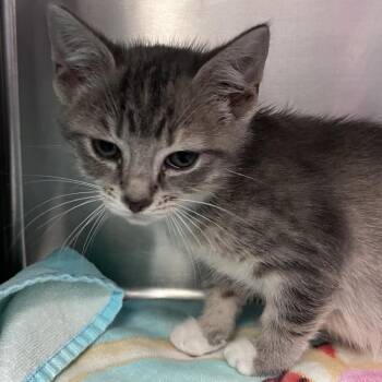 City -  Domestic Short Hair Cat for Adoption in Nashville, Tennessee - City | PetCurious