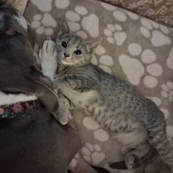 Freya -  Domestic Short Hair Cat for Adoption in York, Pennsylvania - Freya | PetCurious