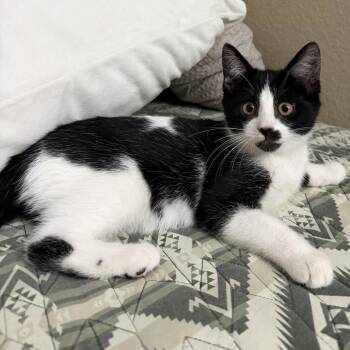 Spot -  Domestic Short Hair Cat for Adoption in Riverside, California - Spot | PetCurious