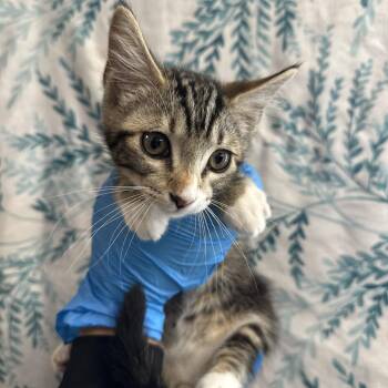 Abraham -  Domestic Short Hair Cat for Adoption in San Antonio, Texas - Abraham | PetCurious