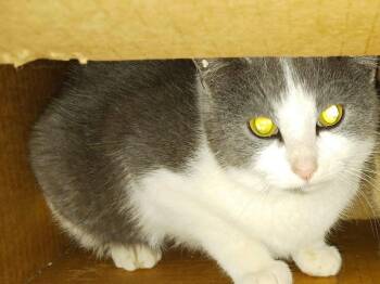 Bonnie / Clyde -  Domestic Short Hair Cat for Adoption in Cromwell, Kentucky - Bonnie / Clyde | PetCurious