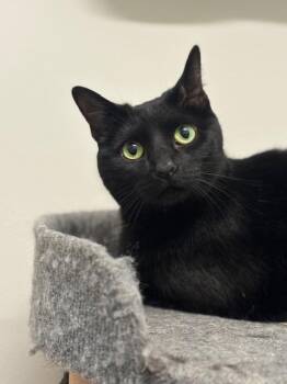 LENA -  Domestic Short Hair Cat for Adoption in Derwood, Maryland - LENA | PetCurious