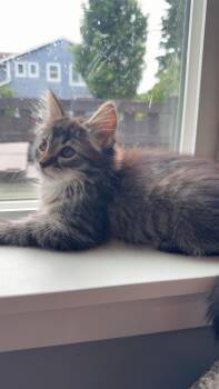 Lightening McQueen -  Domestic Long Hair Cat for Adoption in Rochester, Washington - Lightening McQueen | PetCurious
