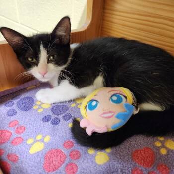 Fayette -  Domestic Short Hair Cat for Adoption - Fayette | PetCurious