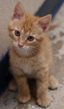 Ethan -  Domestic Short Hair Cat for Adoption in Verona, Wisconsin - Ethan | PetCurious