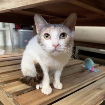 Crispix -  Dilute Calico Cat for Adoption in Columbia, South Carolina - Crispix | PetCurious