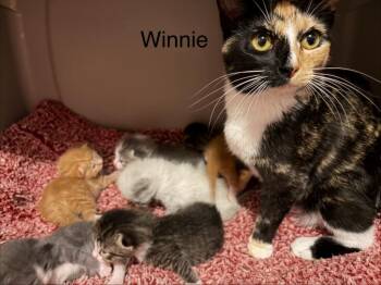 Domestic Short Hair Cats Available for Adoption - Winnie | PetCurious