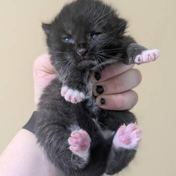 Sussex -  Domestic Short Hair Cat for Adoption in Brownsboro, Alabama - Sussex | PetCurious