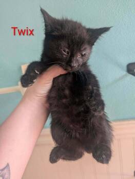 Domestic Short Hair Cats Available for Adoption - Twix | PetCurious