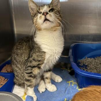 Rescue Domestic Short Hair Cats for Adoption in La Grange Park, Illinois - Jeffery | PetCurious