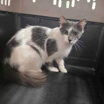 Stormy -  Domestic Short Hair Cat for Adoption in Chattanooga, Tennessee - Stormy | PetCurious
