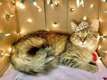 Domestic Long Hair and Siberian Cats Available for Adoption - Halo - Gorgeous Long Hair | PetCurious