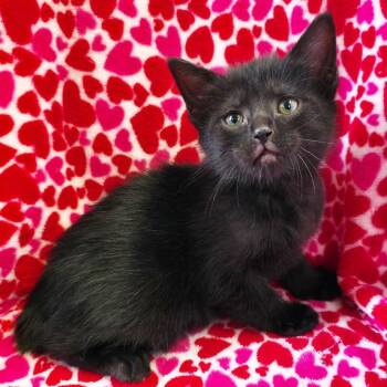 Angel -  Domestic Short Hair Cat for Adoption in Mt. Juliet, Tennessee - Angel | PetCurious