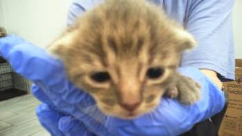 TOM PARIS -  Domestic Short Hair Cat for Adoption in Charlotte, North Carolina - TOM PARIS | PetCurious