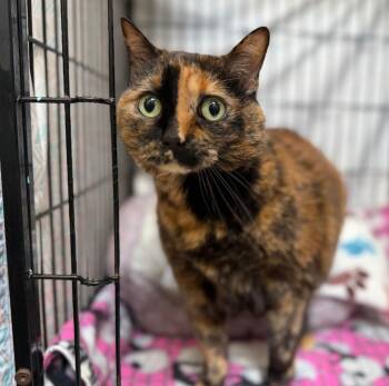 Domestic Short Hair Cats Available for Adoption in Columbia, Illinois - Elsa (Sasha) | PetCurious