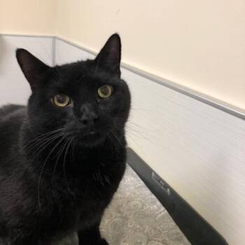 Scooter -  Domestic Short Hair Cat Available for Adoption - Scooter | PetCurious