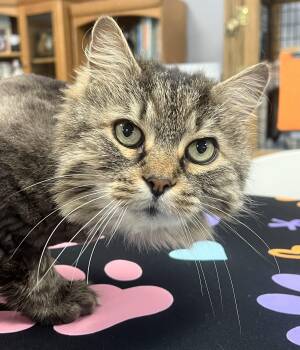 Domestic Long Hair Cats Available for Adoption in Johnston, Rhode Island - Woody | PetCurious