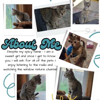 Jalapeno -  Domestic Short Hair Cat for Adoption in Mount Laurel Township, New Jersey - Jalapeno | PetCurious