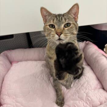 Cinnamon -  Domestic Short Hair Cat for Adoption in Hopewell, Virginia - Cinnamon | PetCurious