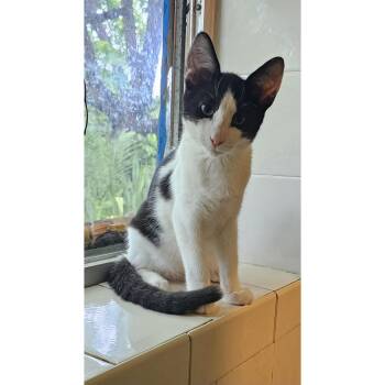 Pouncey -  Domestic Short Hair Cat for Adoption in Coral Gables, Florida - Pouncey | PetCurious