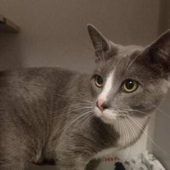 Domestic Short Hair Cats Available for Adoption - Valentino | PetCurious