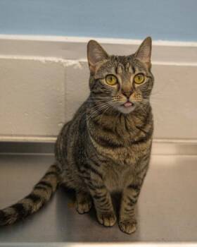Rescue Domestic Short Hair Cats for Adoption in Lincoln, Michigan - Lil Lynx | PetCurious