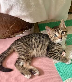 River -  Domestic Short Hair Cat Available for Adoption in Mt. Juliet, Tennessee - River | PetCurious