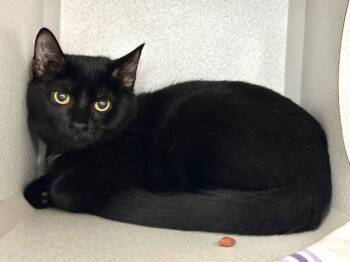 Rescue Domestic Short Hair Cats for Adoption in New York, New York - Cher | PetCurious