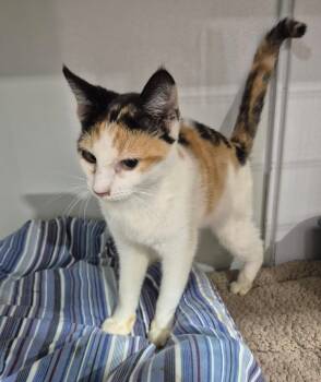 Rescue Domestic Short Hair Cats for Adoption in Kell, Illinois - Clover | PetCurious