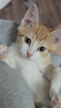 Hubcat -  Domestic Short Hair Cat for Adoption in Raleigh, North Carolina - Hubcat | PetCurious