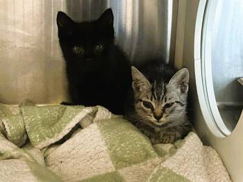 Domestic Short Hair Cats Available for Adoption in Tustin, California - LOBSTER | PetCurious