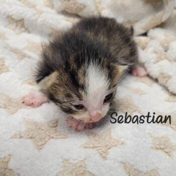 Sebastian -  Domestic Short Hair Cat for Adoption in Parkersburg, West Virginia - Sebastian | PetCurious
