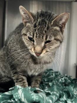 Rescue Domestic Short Hair Cats for Adoption in Saginaw, Michigan - RAINA | PetCurious