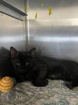 Push Pop -  Domestic Short Hair Cat for Adoption in Houston, Texas - Push Pop | PetCurious