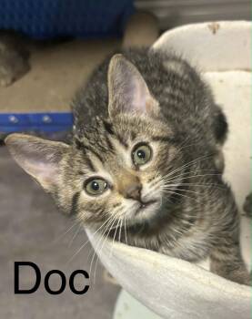 Doc -  Tabby Cat for Adoption in Hamilton, Ontario - Doc | PetCurious