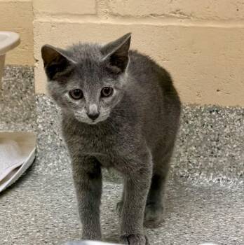 Finnick -  Domestic Short Hair Cat for Adoption in Columbia, Illinois - Finnick | PetCurious
