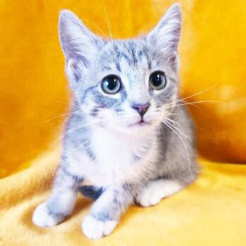 Sadie -  Domestic Short Hair Cat for Adoption in Mt. Juliet, Tennessee - Sadie | PetCurious