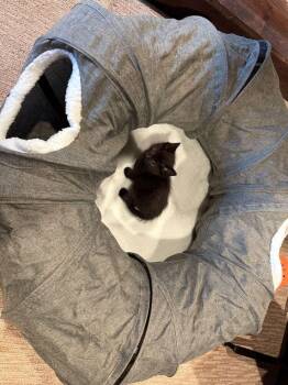 Domestic Short Hair Cats Available for Adoption in Ferndale, Michigan - Spoon | PetCurious