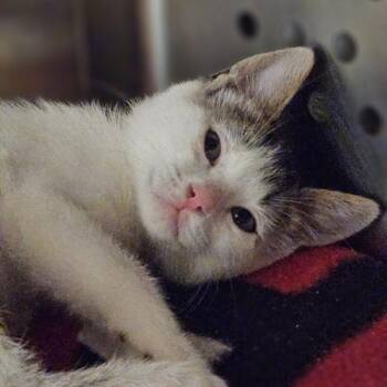 Hamm -  Domestic Short Hair Cat for Adoption in Oakland, California - Hamm | PetCurious