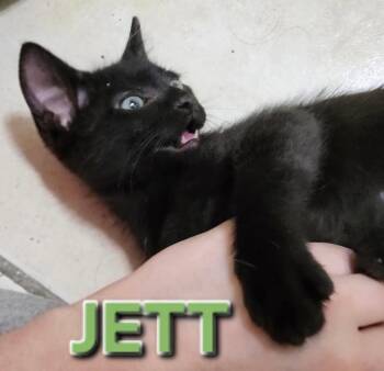 Jett 6833 -  Domestic Short Hair Cat for Adoption in Dallas, Texas - Jett 6833 | PetCurious