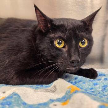 Bug -  Domestic Medium Hair Cat for Adoption in Sarasota, Florida - Bug | PetCurious