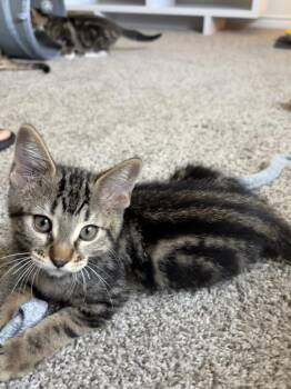 Azula -  Tabby and Domestic Short Hair Cat for Adoption in Dallas, Texas - Azula | PetCurious