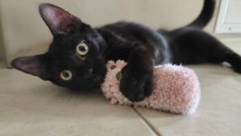 Mondo -  Domestic Medium Hair Cat for Adoption in Hudson, New Hampshire - Mondo | PetCurious